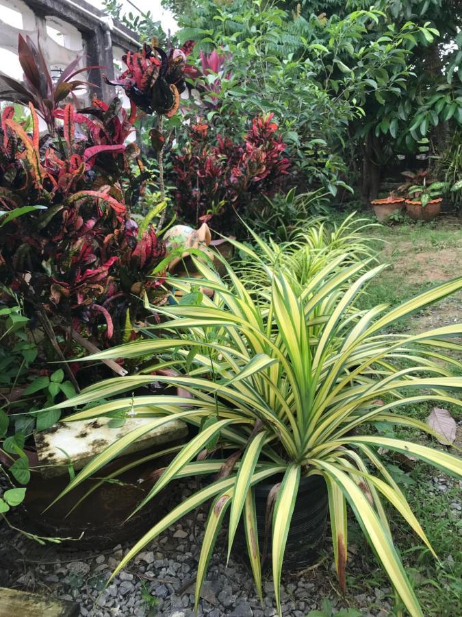 Villa Tree In Town ทรีอินทาวน์ Phatthalung Esterno foto